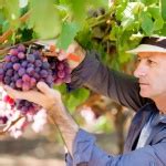 Winery Tours Perth - Bus Charters Perth