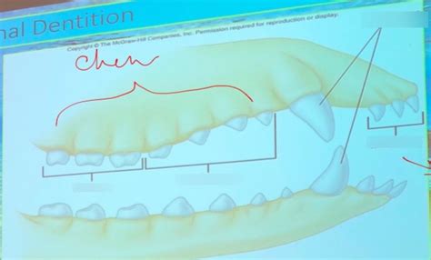 animal teeth Diagram | Quizlet