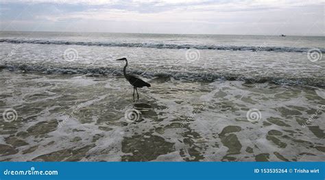 Cocoa beach 2019 stock photo. Image of cocoa, bird, beach - 153535264