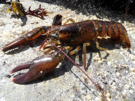 American Lobster - Profile | Traits | Habitat | Biology | Breeding ...