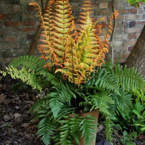 Jurassic Gold Wood Fern - Van Wilgen's Garden Center