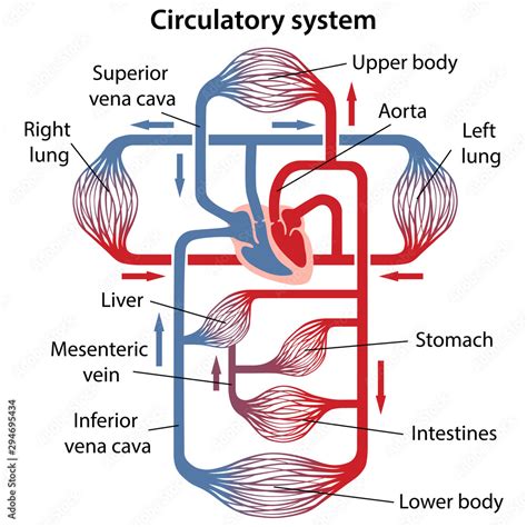 Circulatory System Diagram Labeled