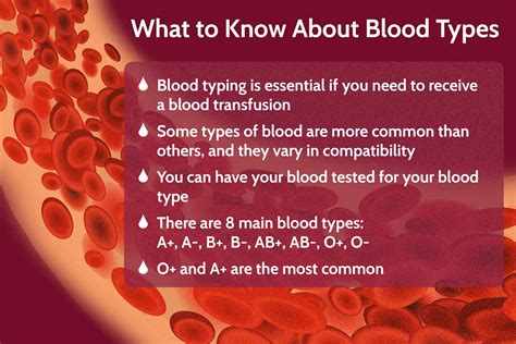 How to Understand Blood Types (2024)