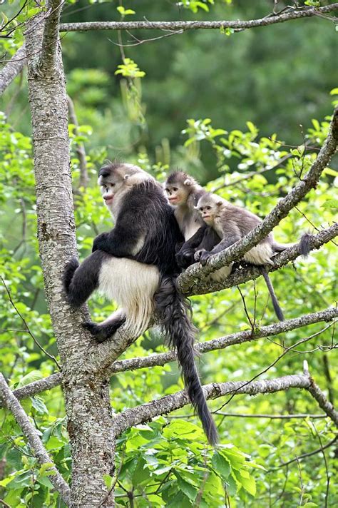 Yunnan Snub-nosed Monkeys Photograph by Tony Camacho - Fine Art America