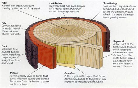 [DIAGRAM] Stem Cellular Tree Diagram - MYDIAGRAM.ONLINE