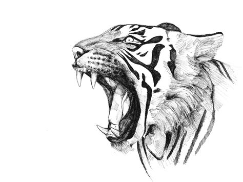 Tiger Pencil Drawing Images at PaintingValley.com | Explore collection ...