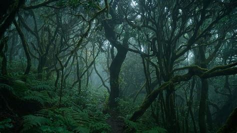 a forest filled with lots of trees covered in green leaves and mossy ...