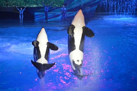 SeaWorld Orlando and marine mammal intelligence on cue – Loyalty Traveler