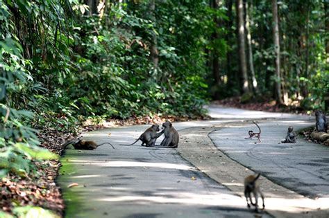 Bukit Timah Nature Reserves Singapore | Travel Singapura