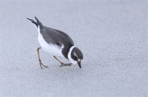 Protecting the Piping Plover - Bay Weekly