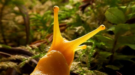 Banana Slug – Bing Wallpaper Download