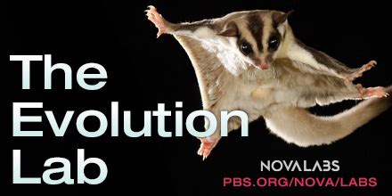 Evolution Lab | NOVA Labs | PBS