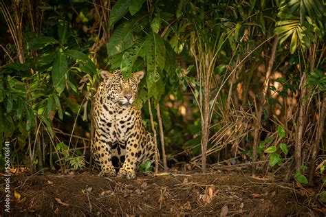 Beautiful and endangered american jaguar in the nature habitat. Panthera onca, wild brasil ...