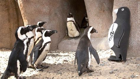 El Paso Zoo opens new penguin exhibit - KVIA