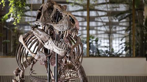 Rare T-Rex skeleton to go under the hammer in Switzerland | Technology ...