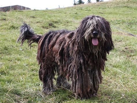 Bergamasco Shepherd | Fun Animals Wiki, Videos, Pictures, Stories