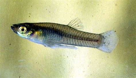 Mosquitofish - Wikipedia