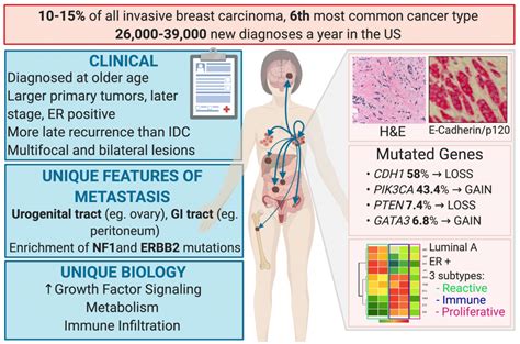 Invasive Lobular Breast Cancer - Lee/Oesterreich Laboratory