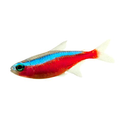 Cardinal Tetra – Aura Aquarium