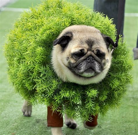 27 best images about Pug Costumes for chewy on Pinterest | Dog costumes, Animal video and Diy ...