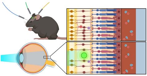 Biomolecules | Free Full-Text | Advances in Ophthalmic Optogenetics: Approaches and Applications