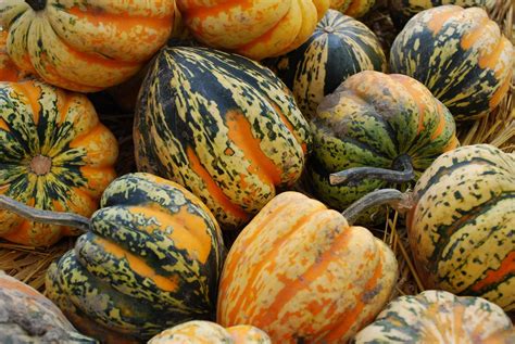 Acorn Squash » Goodale Farms