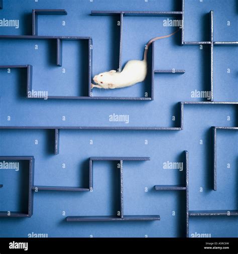 Mouse maze hi-res stock photography and images - Alamy