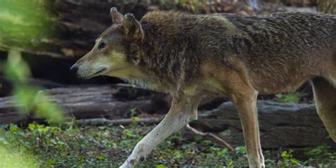 Red wolf | Smithsonian's National Zoo