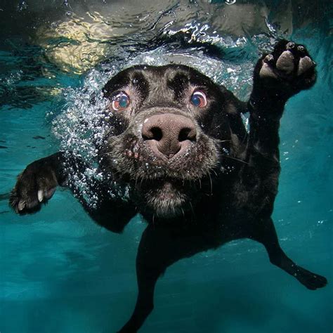 Seth Casteel: Underwater Dogs — Minnesota Marine Art Museum