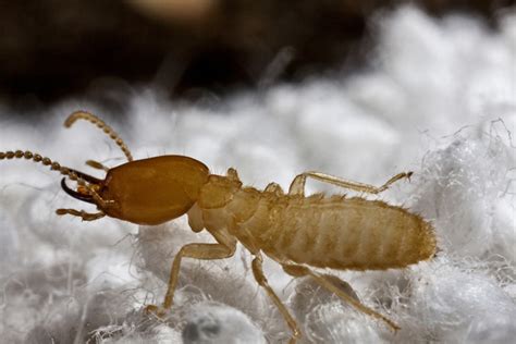 How to Spot Termites: Termite Identification Pictures