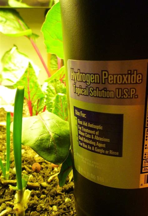 Hydrogen Peroxide for Plants - Dengarden