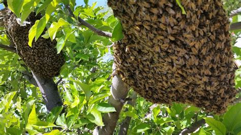 Bee season: Balls of bees in trees, swarms; what you need to know | St George News