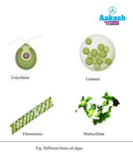 Algae: Characteristics, Reproduction & Evolution | AESL