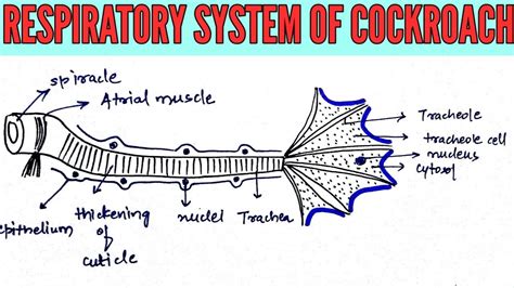 Cockroach Respiratory System