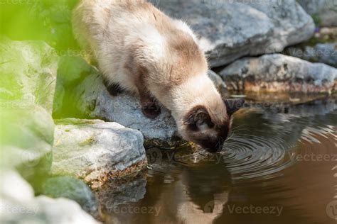 Cat drinking water 935282 Stock Photo at Vecteezy