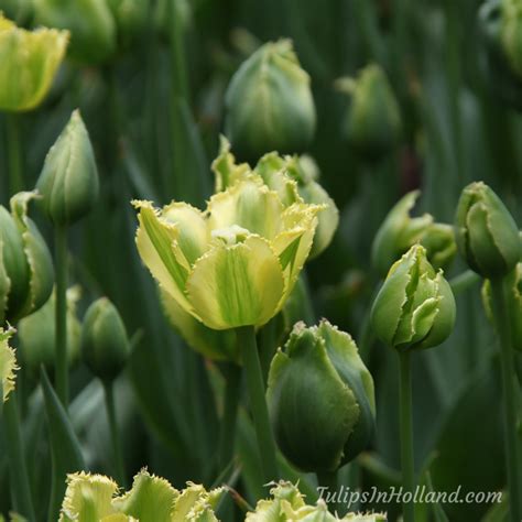 Tulip colors - Tulips in Holland