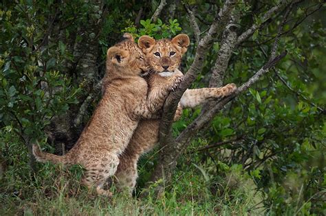 Young Lion Cubs Playing | Sean Crane Photography