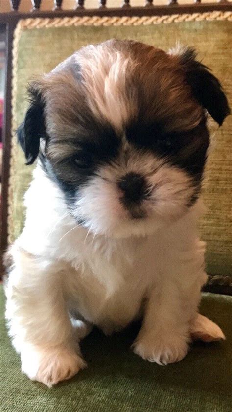 pure bred miniature shih tzu puppies | in Dungannon, County Tyrone ...