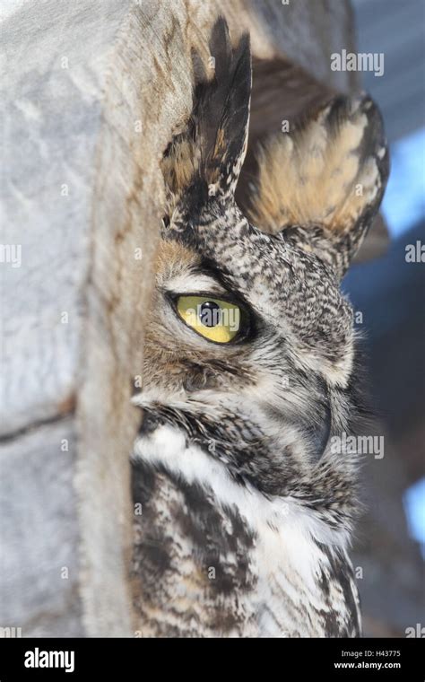 American eagle owl, medium close-up Stock Photo - Alamy