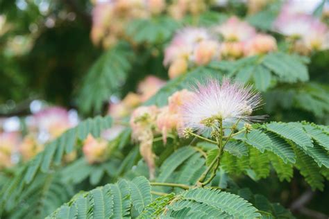 Top 18 Most Common Plants in Samoa - PictureThis