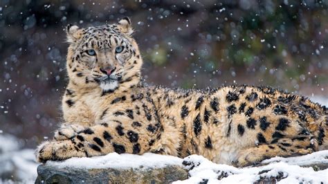 Fond d'écran : animaux, Roche, neige, hiver, faune, gros chats, région sauvage, moustaches ...