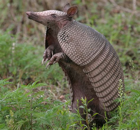 Armadillo | Basic Facts and Pictures | The Wildlife