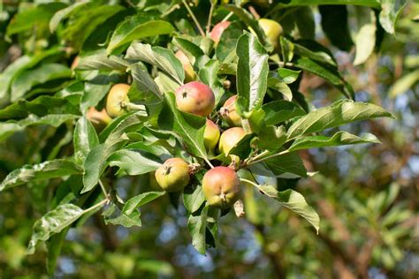 Varieties of Apple Trees