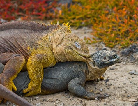 Two Land Iguanas are Fighting with Each Other. the Galapagos Islands ...