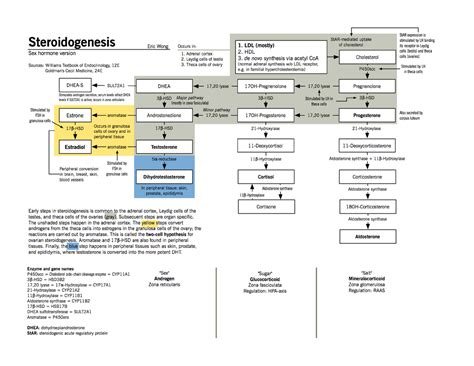 Steroidogenesis and Regulation of Sex Hormones - Medicine - Studocu