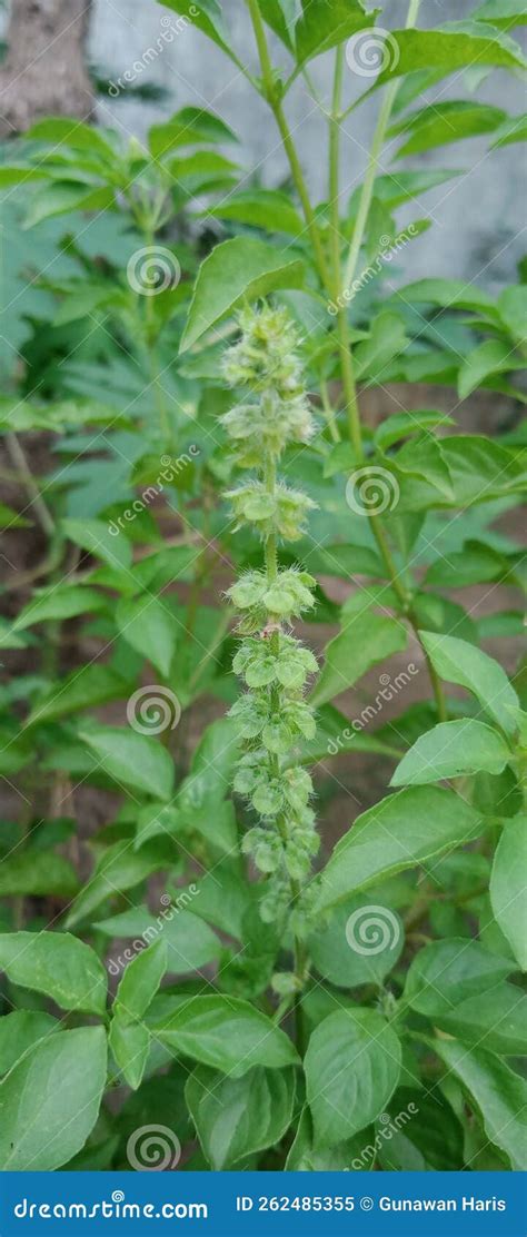 Basil Family Showing Its Next Generation Stock Image - Image of produce, evergreen: 262485355