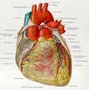 Basics of Heart Anatomy