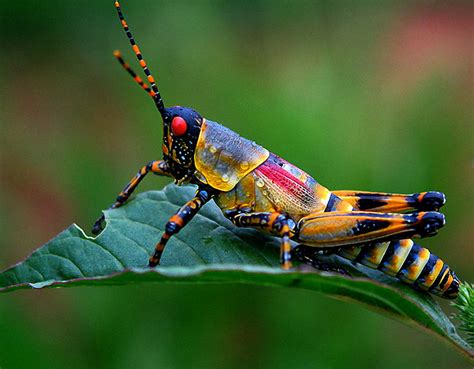 Fonds d'ecran Insectes Sauterelles Animaux télécharger photo