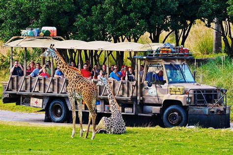 Kilimanjaro Safaris Truck Runs Over Giraffe