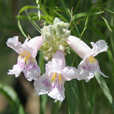 Chilopsis linearis – Desert Willow – Southeastern Arizona Wildflowers and Plants